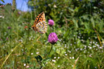 ギンボシヒョウモンの飛翔（北海道・鶴居村）
