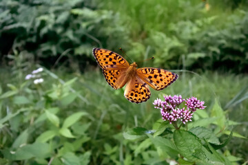 ギンボシヒョウモンの飛翔（北海道・層雲峡）
