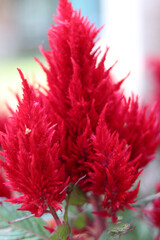 Blurred beautiful walpaper flower red in the garden.