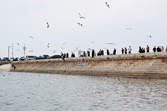 한국오이도에서식하는갈매기입니다