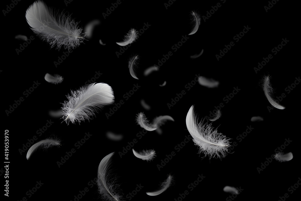 Wall mural group of soft and light white feathers floating in the dark. feather abstract on black background.