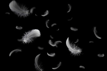 Group of Soft and Light White Feathers Floating in The Dark. Feather Abstract on Black Background. - obrazy, fototapety, plakaty