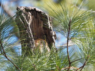 tiny eastern screech owl (Megascops asio) resting behind loblolly pine tree
