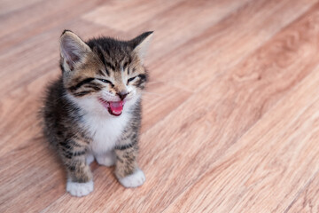 Portrait cat meows on wooden floor Kitten waiting for food. Little striped cat siting on wooden floor, licking and looking up at camera. Copyspace.