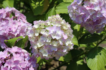 紫陽花の花