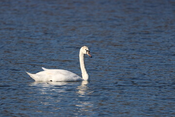 Mute Swan Swimming in the River