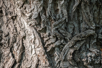 Texture of the bark of old maple tree
