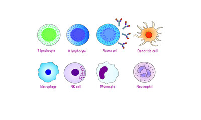 Fototapeta Cells of the immune system [Innate and adaptive] obraz
