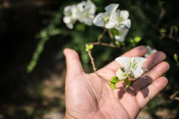  White Bougainvillea flower on hand