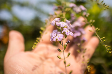 Fototapeta na wymiar Small white mix violet flower or Duranta repens Flower