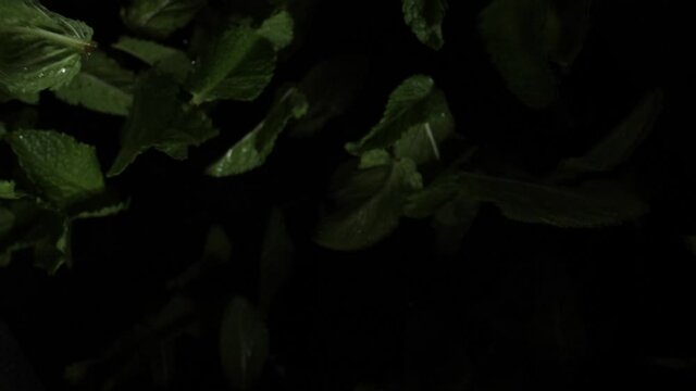 Mint leaves fly into the air. Slow Motion. Macro mode.Close up. Black background