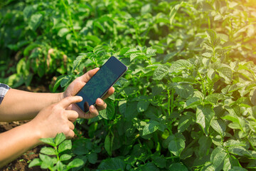 Naklejka na ściany i meble Hands of farmer, Agriculture technology farmer man using tablet Modern technology concept agriculture.