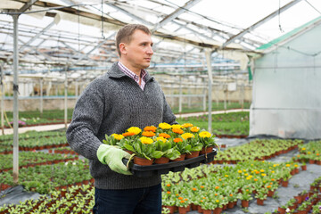 Mature man florist holding crate with pots of gerbera in hothouse..