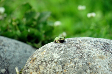 岩の上にたたずむアマガエル