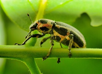 Sesbania Clown Weevil (Eudiagogus pulcher) macro ventral view in green foliage, Houston, TX.