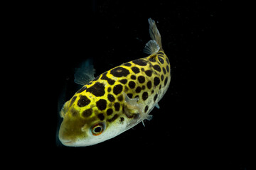 Spotted green pufferfish, tetraodon or Dichotomyctere nigroviridis on black background  © dwi