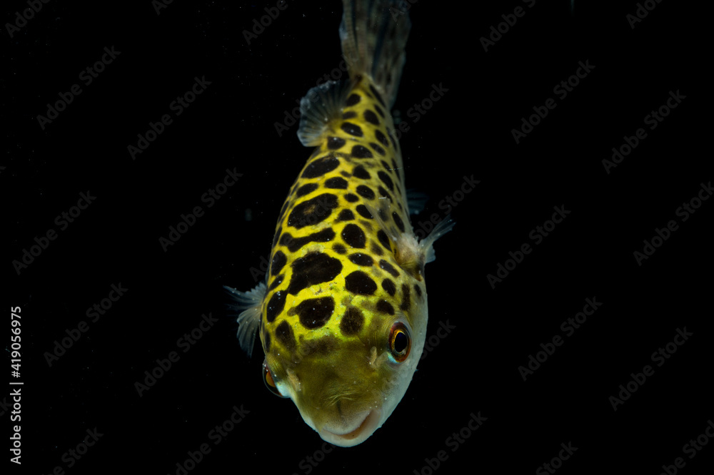 Poster Spotted green pufferfish, tetraodon or Dichotomyctere nigroviridis on black background
 - Posters