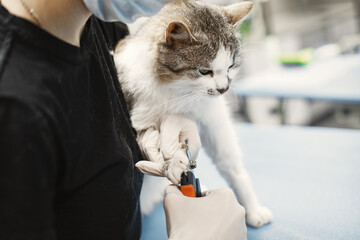 White fluffy cat. Veterinarian with cats. Animals on the couch.