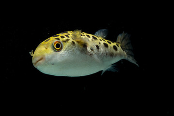 Spotted green pufferfish, tetraodon or Dichotomyctere nigroviridis on black background
