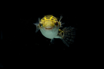 Spotted green pufferfish, tetraodon or Dichotomyctere nigroviridis on black background  © dwi