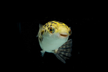 Spotted green pufferfish, tetraodon or Dichotomyctere nigroviridis on black background  © dwi