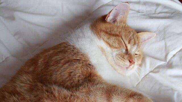 Cute and fluffy domestic orange tabby cat falling asleep and trying to keep his eyes open on a white duvet, well-lit space, Toronto, Ontario, Canada.
