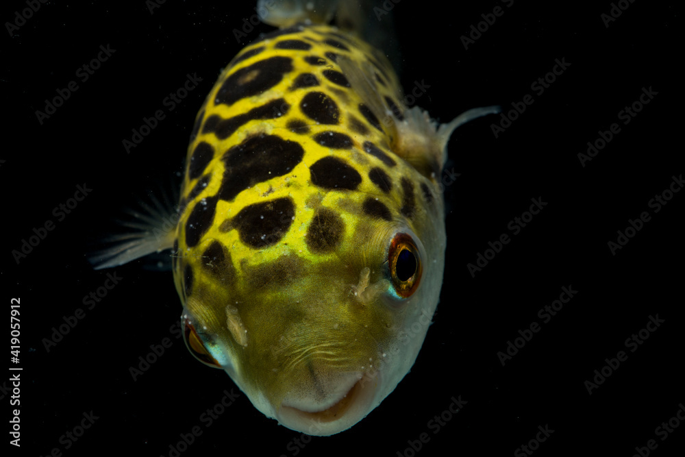 Wall mural spotted green pufferfish, tetraodon or dichotomyctere nigroviridis on black background