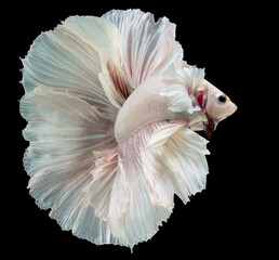 Beautiful movement of white Betta fish, Siamese fighting fish, Betta splendens isolated on black background.