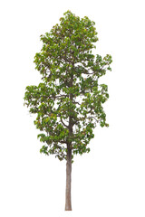 Tree isolated on white background, Green leaf foliage, Tropical trees are suitable for architectural design or Decoration.