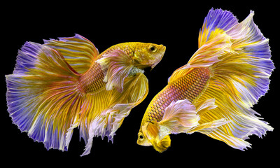 Beautiful movement of two golden betta fish, yellow Siamese fighting fish, Betta splendens isolated...