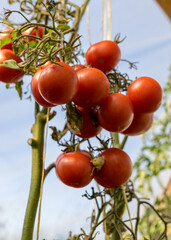 bunches of small cherry tomatoes in a film greenhouse, autumn