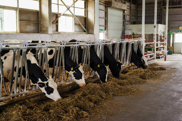 牧草を食べる牛舎の牛 © goro20