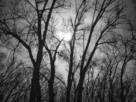 Black and white trees in the woods 