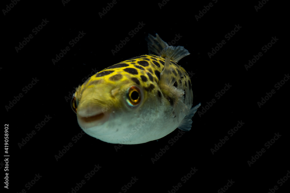 Sticker Spotted green pufferfish, tetraodon or Dichotomyctere nigroviridis on black background
