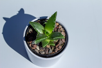 Close up abstract view of a small potted Tiger Jaw (faucaria tigrina) succulent plant in a white porcelain pot with white background and natural sunlight