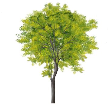 abstract watercolor green tree side view isolated on white background for landscape plan and architecture layout drawing, elements for environment and garden, tree elevation