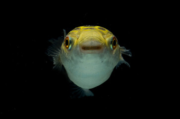 Spotted green pufferfish, tetraodon or Dichotomyctere nigroviridis on black background  © dwi