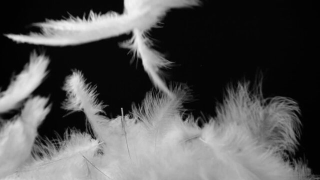 Slow motion of white fluffy feathers falling and flying over black background