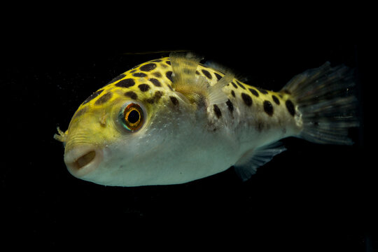 Spotted green pufferfish, tetraodon or Dichotomyctere nigroviridis on black background
