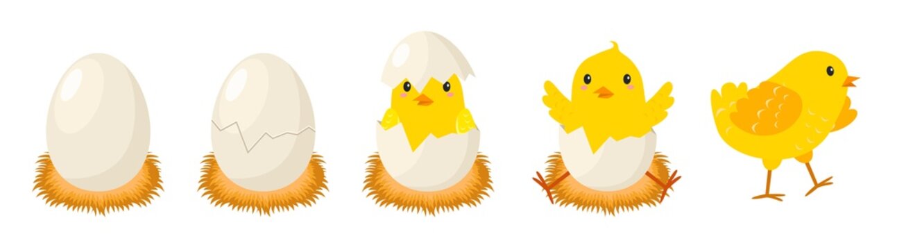 Chicken hatching stages. Newborn little cute chick, small baby bird emergence from egg, cracked shell in laying hens nest. Easter chicks concept. Domestic animal vector cartoon concept
