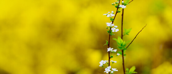 panoramic view of very small white flowers on yellow flower bokeh background. spring time image .bridal wreath tree	