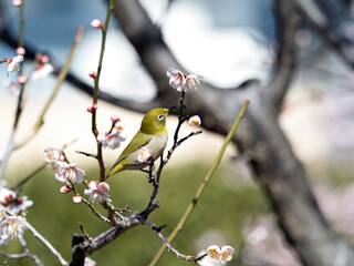 梅の木に止まるメジロ