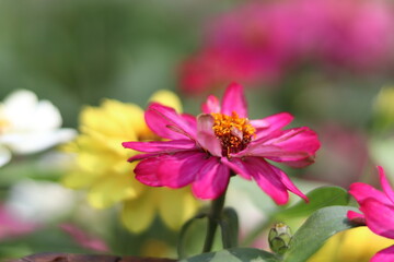 Obraz premium Blurred beautiful wallpaper flower colorful in the garden.