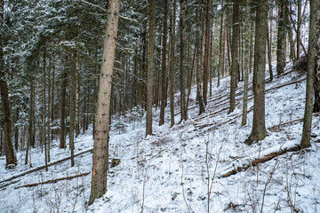 Mountain forest in winter. Selective focus