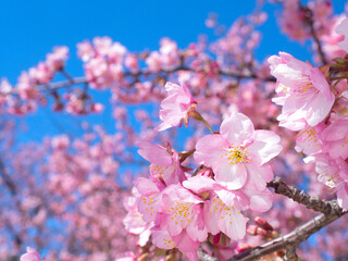 満開のサクラの花