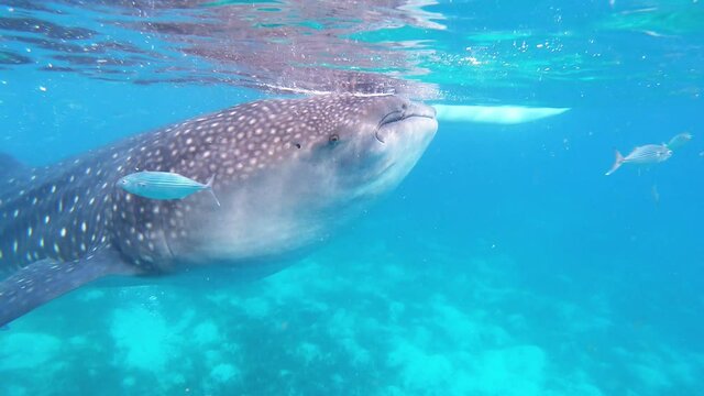 Whale shark swimming in clear turquoise water in Oslob, Cebu Island, Philippines 