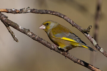 European greenfinch (Chloris chloris)