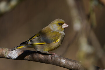 European greenfinch (Chloris chloris)