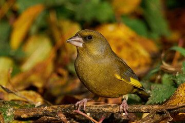 European greenfinch (Chloris chloris)