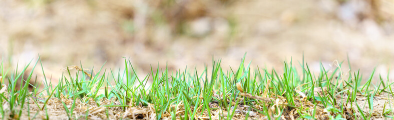 panoramic view of young grasson bokeh background in early spring. grass on a background	